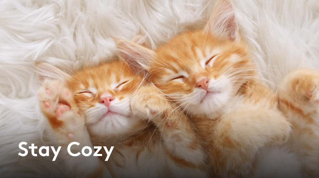 Stay Cozy