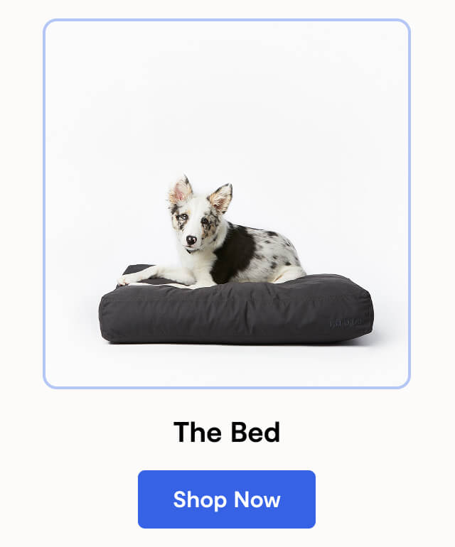 The Bed