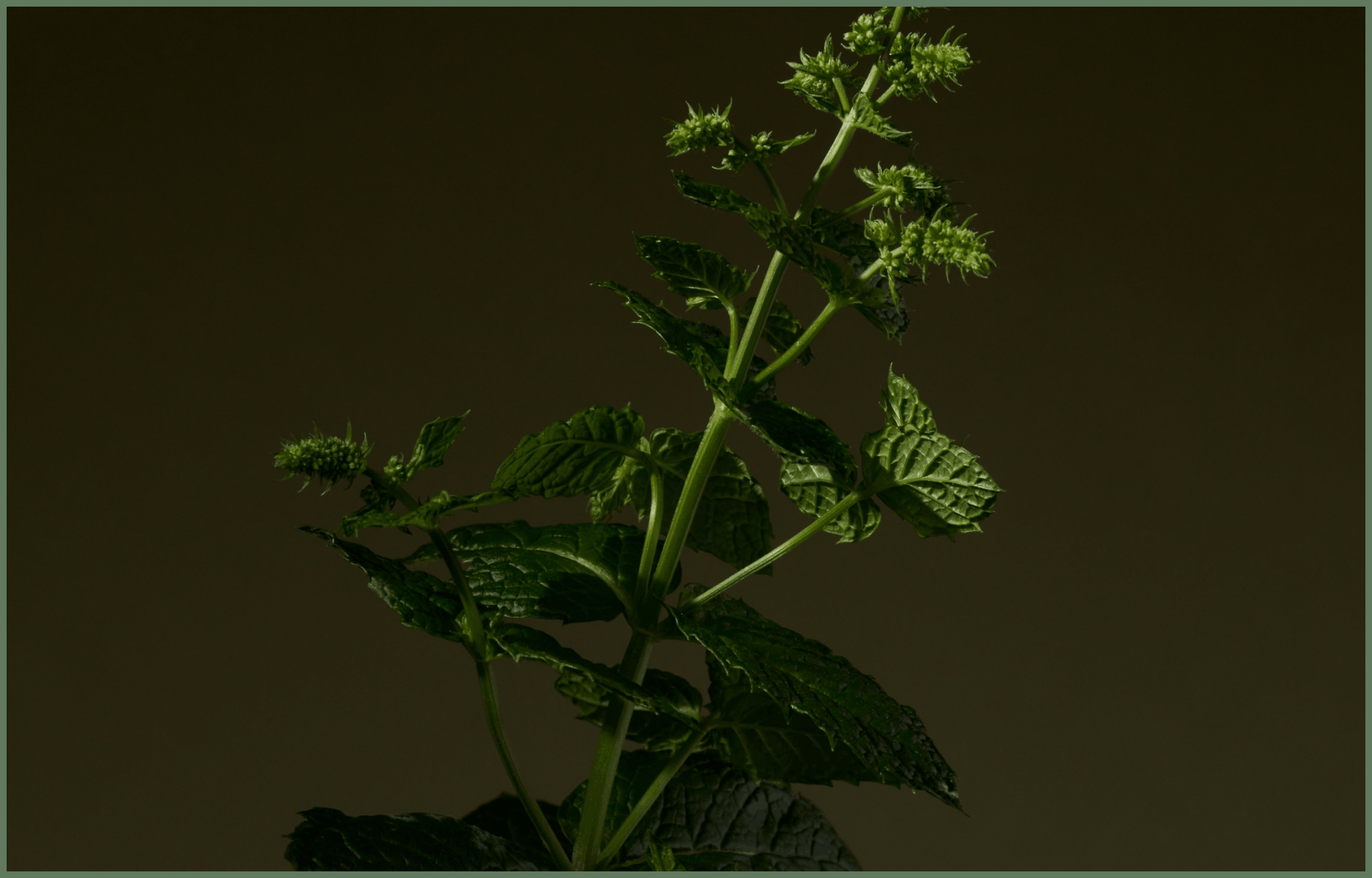 Peppermint 