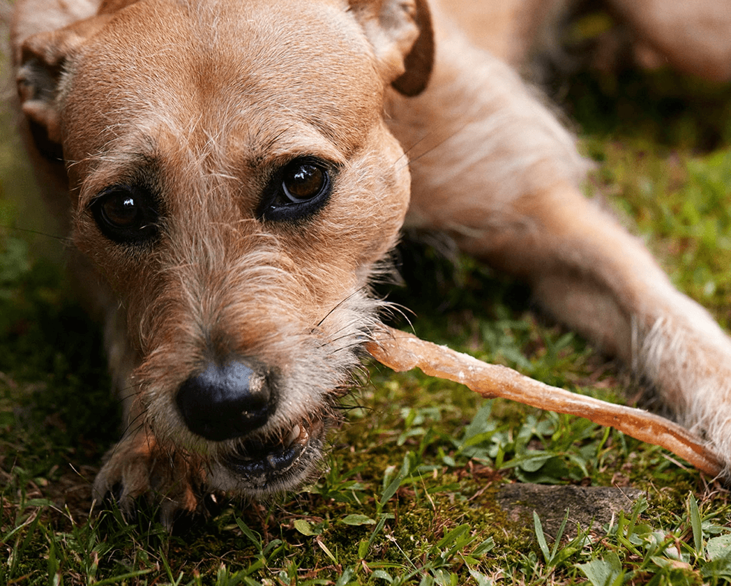 dale-mclelland-animal-behaviorist-enrichment-for-dogs