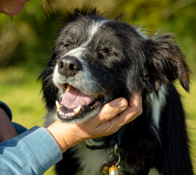 A person gently cradles the chin of a black and white border collie, who closes his eyes contentedly on a sunny field.