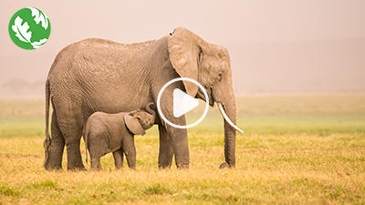 Elephant and her calf in Amboseli National Reserve, Kenya.
