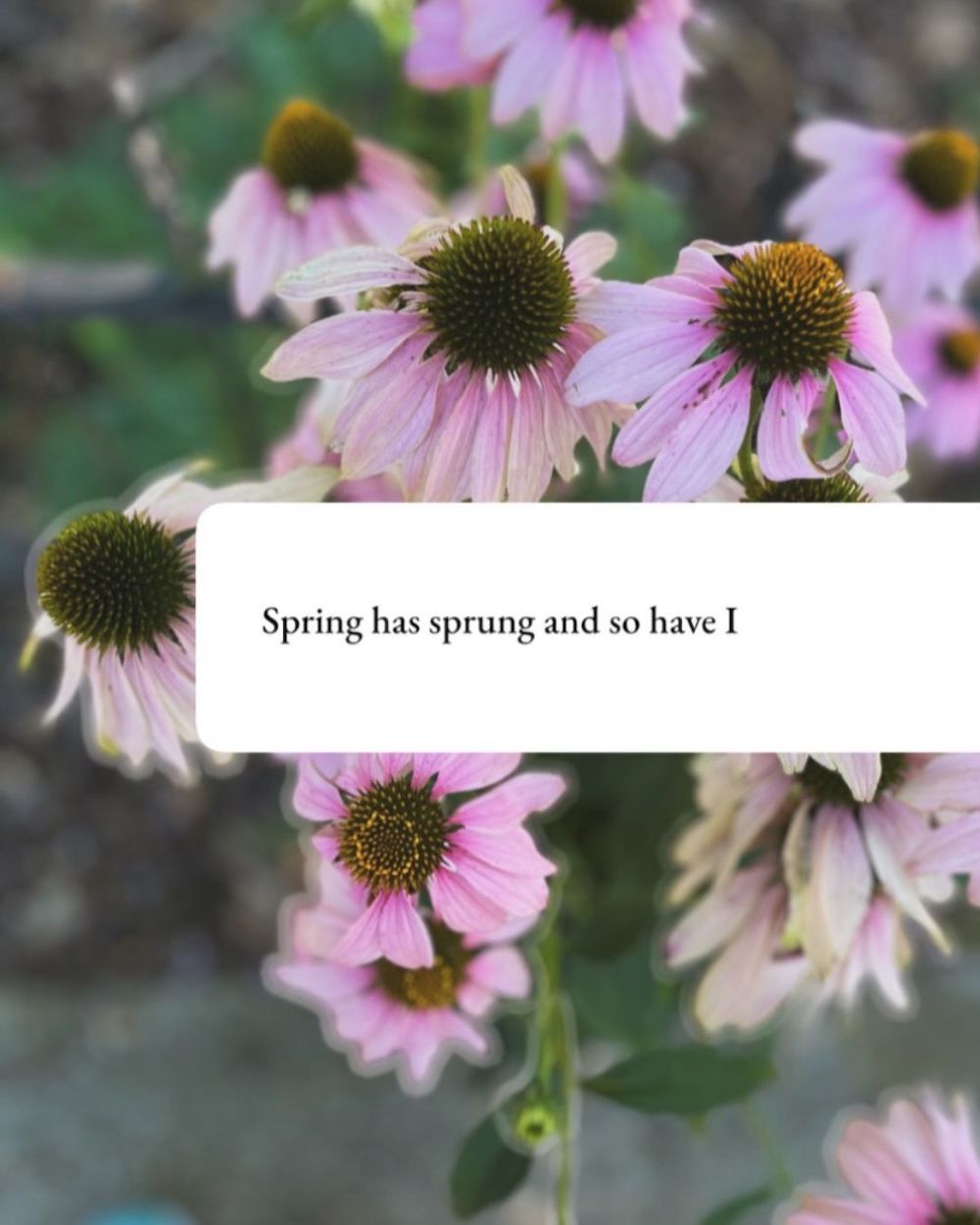 Over a photo of pink daisies, text says: Spring has sprung and so have I. 