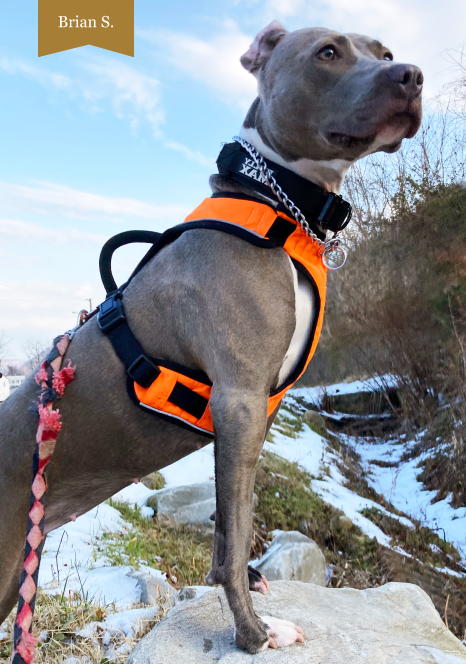 A dog in nature