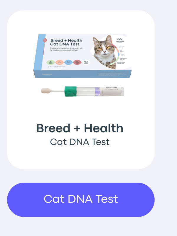 Cat DNA Test