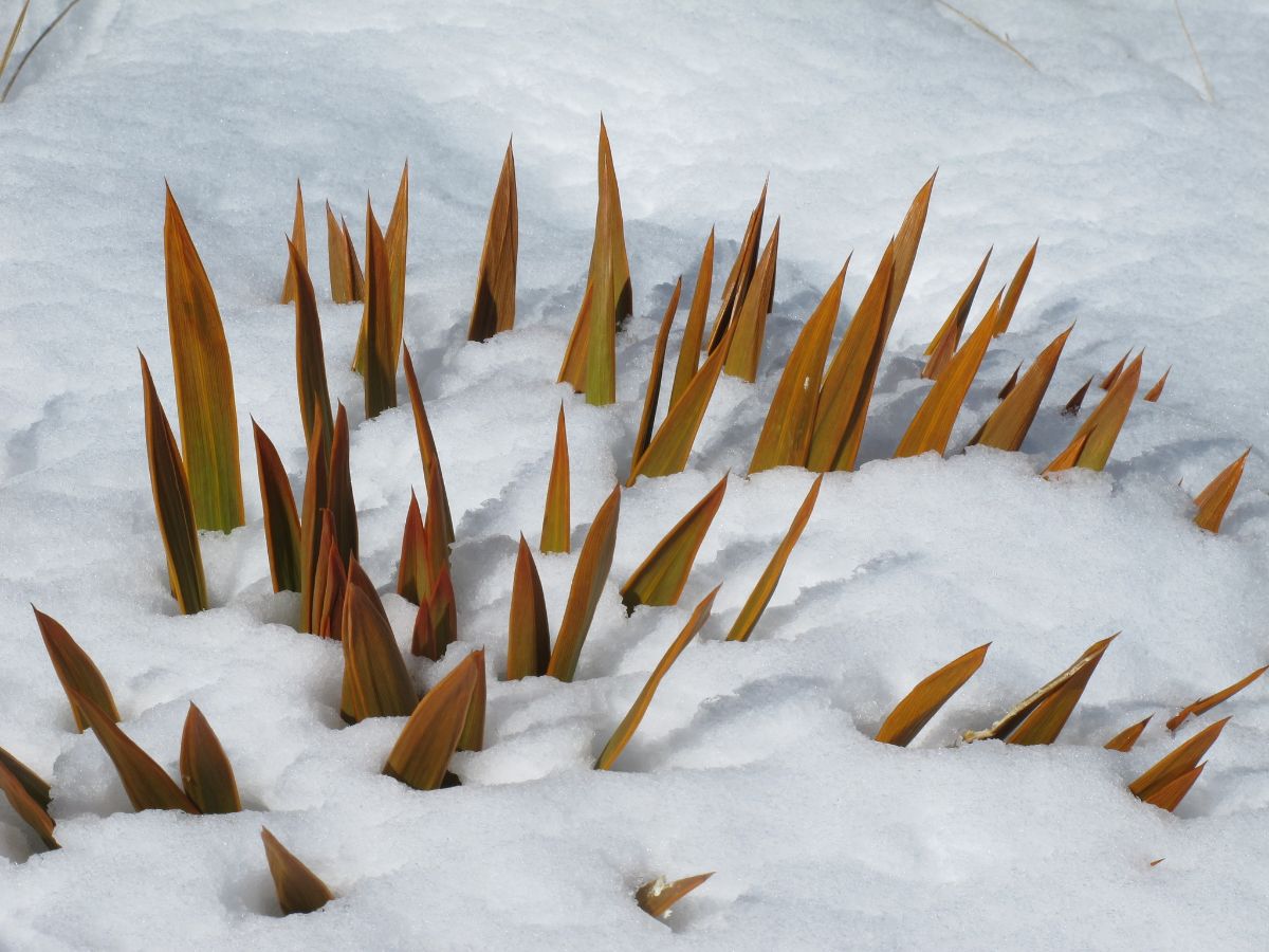 A lot of spiky ends of a plant poking through snow.