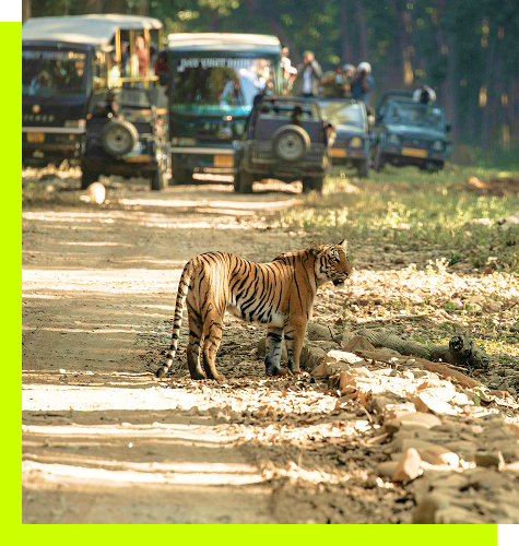 Bengal Tigers Image
