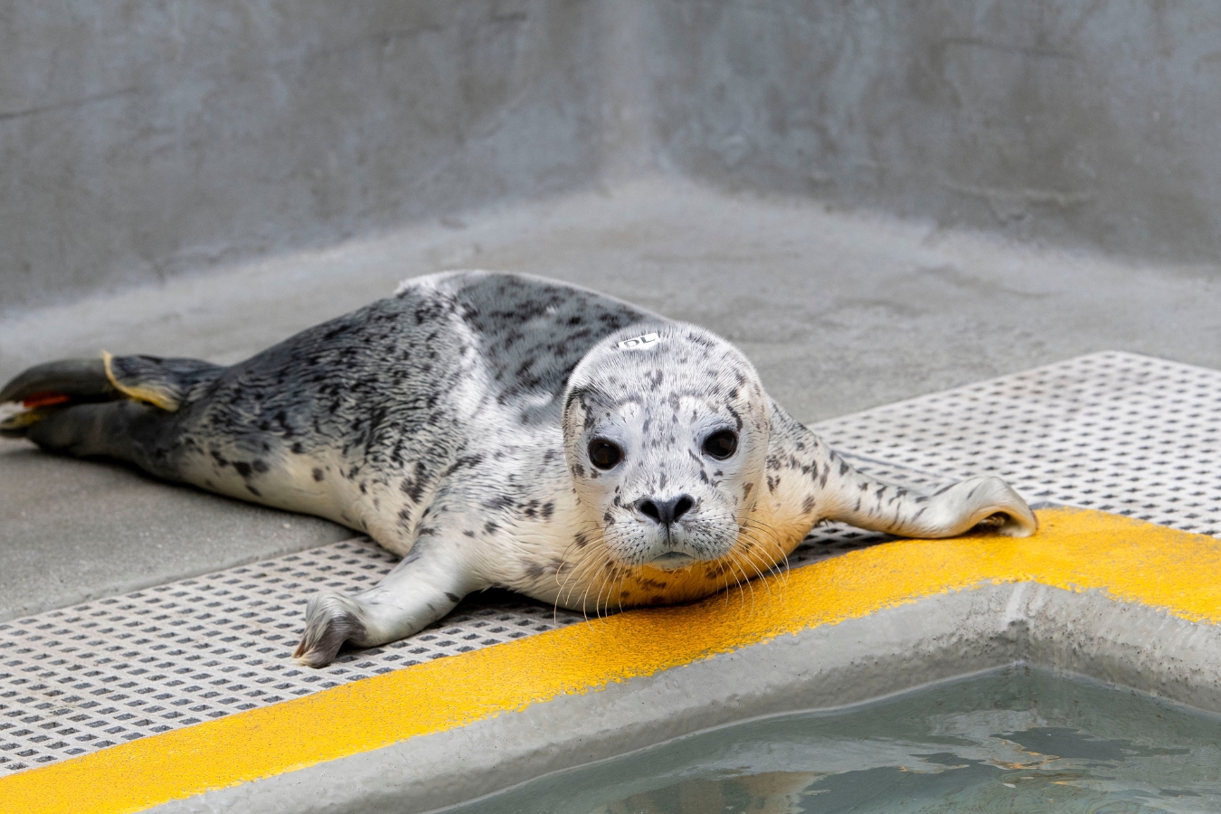 Pacific harbor seal Denali