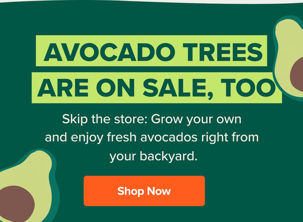 Avocado trees&nbsp; are on sale, too. Skip the store: Grow your own and enjoy fresh avocados right from  your backyard. SHOP NOW>>