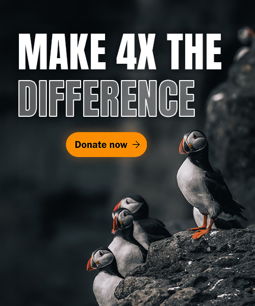Four puffins with text 