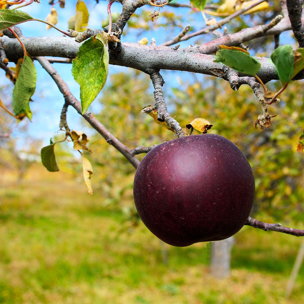 Image of Arkansas Black Apple Tree
