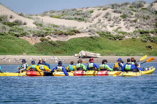 A large group of kayakers in the water in Elkhorn Slough with their backs facing the camera as they paddle toward the beach