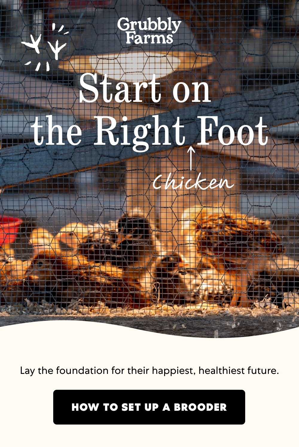 Start on  the Right Foot Chicken Lay the foundation for their happiest, healthiest future. How to Set Up a Brooder