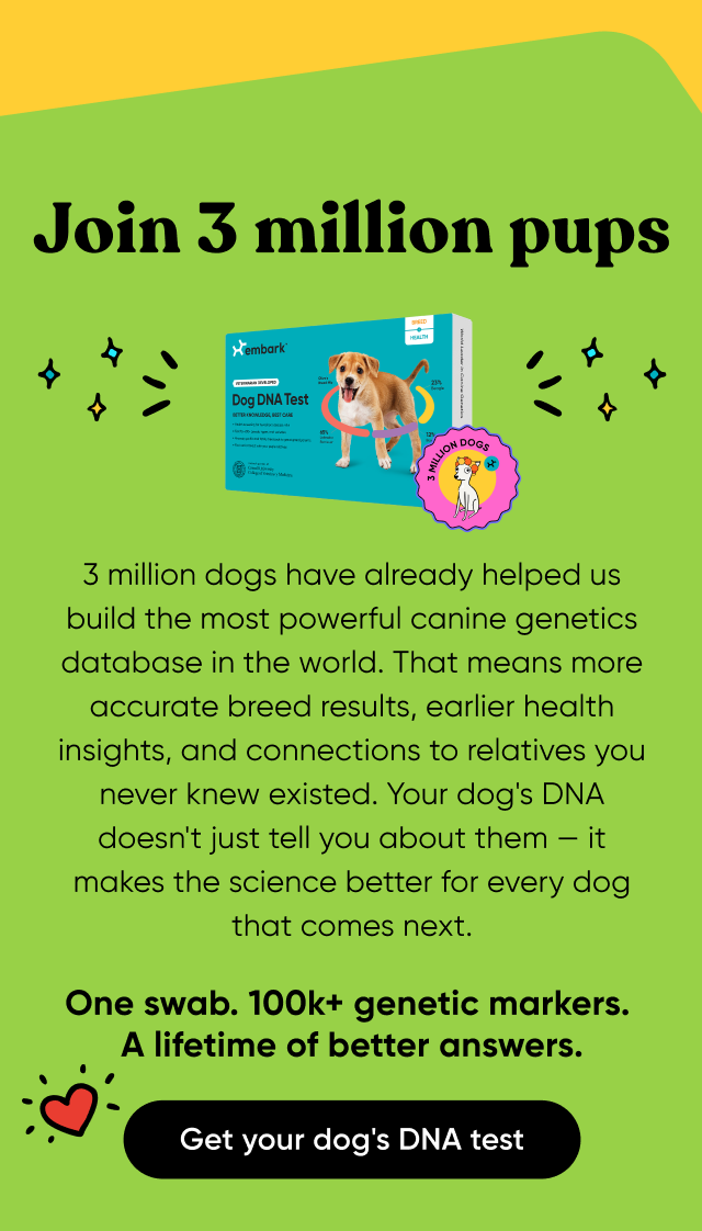 Join 3 million pups. 3 million dogs have already helped us build the most powerful canine genetic database in the world. That means more accurate breed results, earlier health insights, and connections to relatives you never knew existed. Your dog's DNA doesn't just tell you about them—it makes the science better for every dog that comes next. One swab. 100k+ genetic markets. A lifetime of better answers. Get your dog's DNA test.