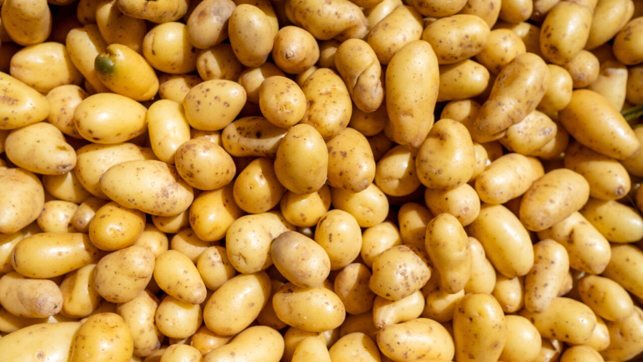 Close up of a large pile of potatoes.