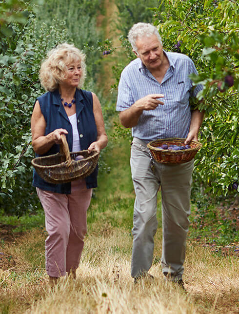 Two people picking fruit