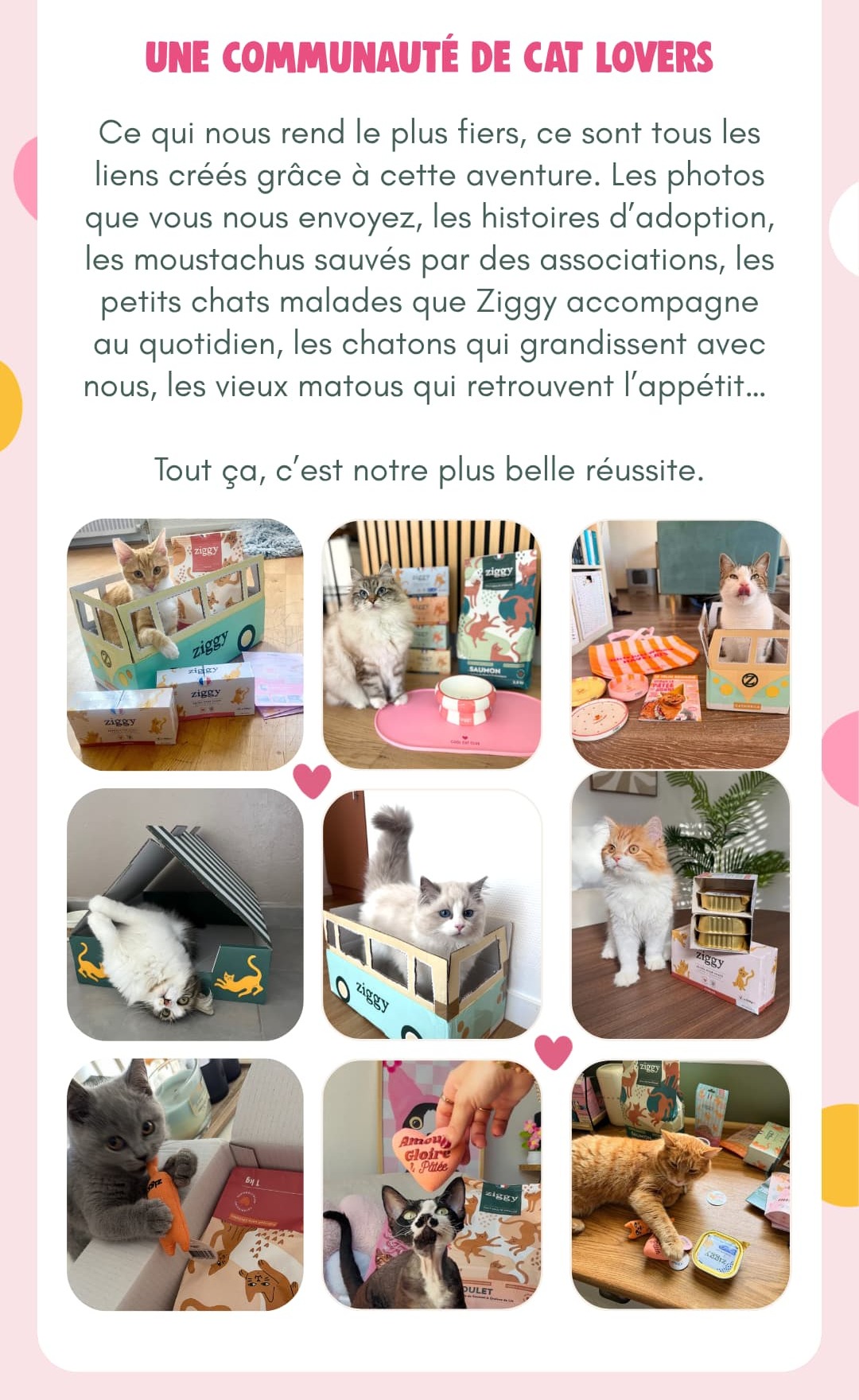 Une communauté de cat lovers