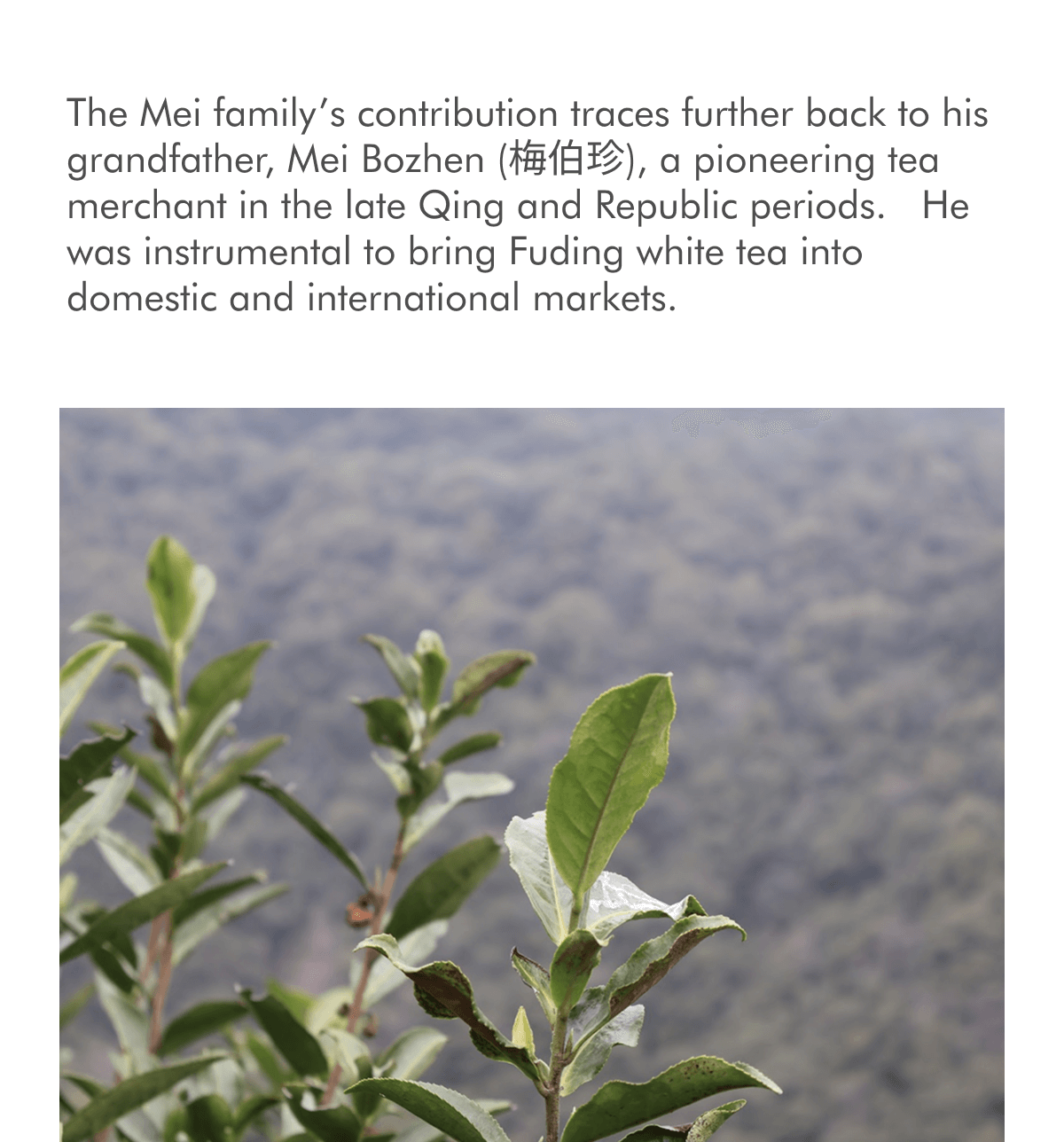 The Mei family’s contribution traces further back to his grandfather, Mei Bozhen (梅伯珍), a pioneering tea merchant in the late Qing and Republic periods.&nbsp; He was instrumental to bring Fuding white tea into domestic and international markets.