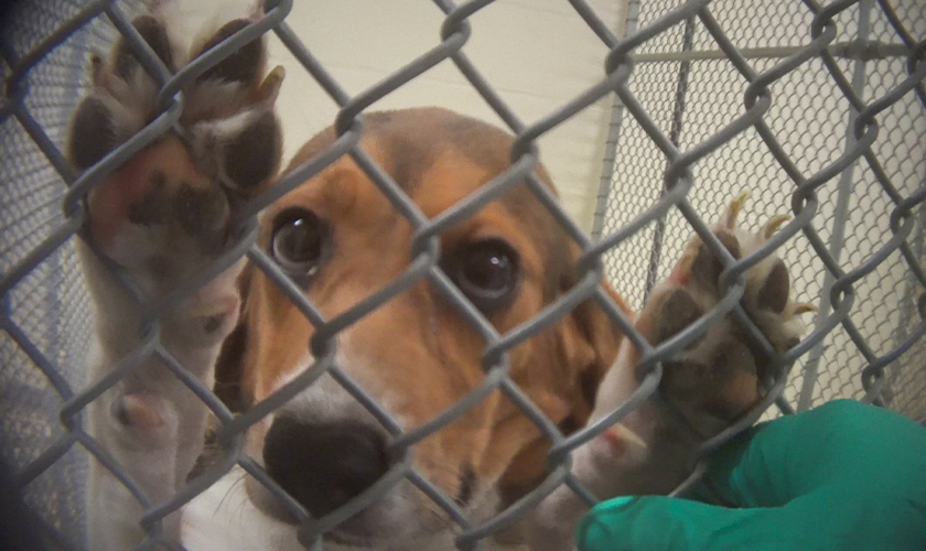 A dog presses its face and paws against the chain-link door of a laboratory cage.