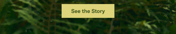 See the Story
