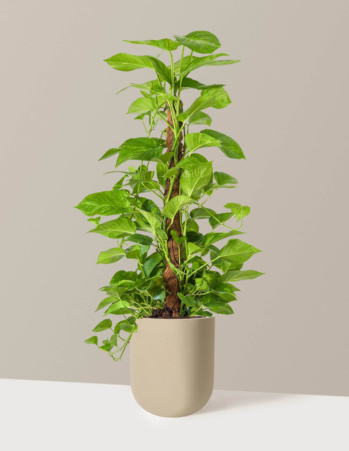 Image of Golden Pothos Totem