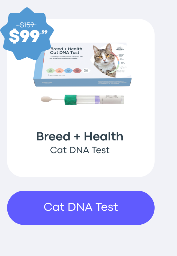 Cat DNA Test