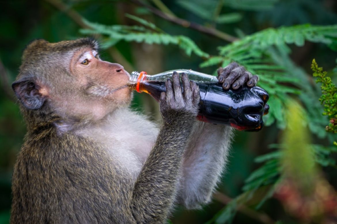 A macaque enjoys drinking from a soda bottle