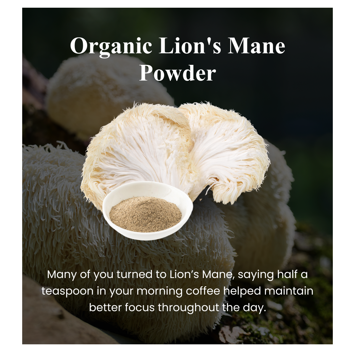 Organic Lion's Mane Powder