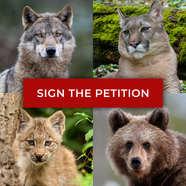 Image depicts four photos split into quadrants. Upper left: gray wolf. Upper right: North American cougar. Bottom left: Canada lynx kitten. Bottom right: grizzly bear.