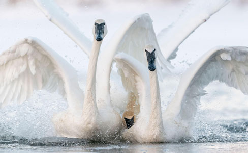Birds of the Mississippi Delta