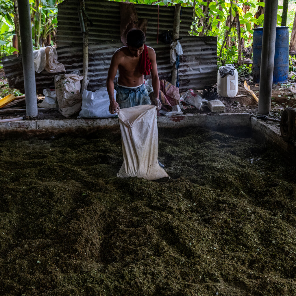 A shirtless person fills a white sack from a large pile of dark green plant material. A rustic structure of support beams and corrugated metal walls is behind him.