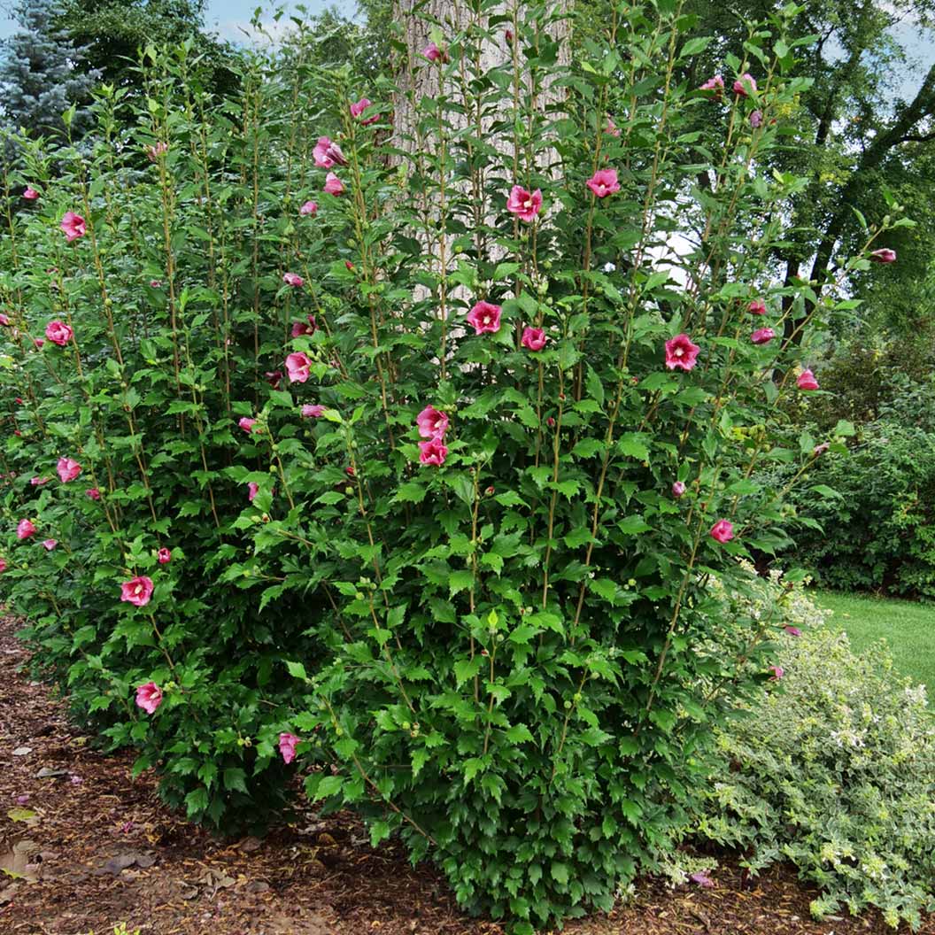 Image of Proven Winners® Red Pillar® Rose of Sharon Althea