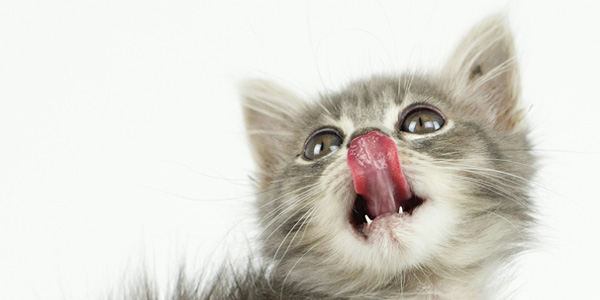 Close up of a light grey and white kitten with their tongue out