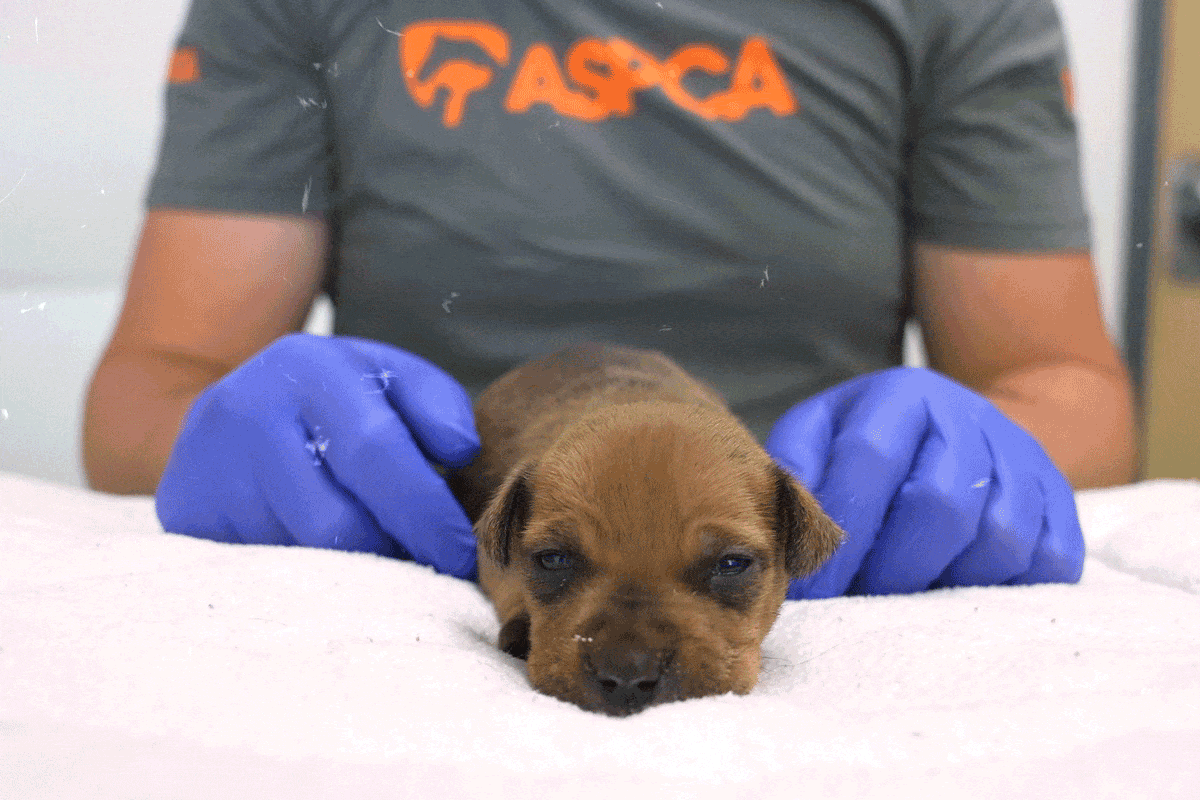 A very small, brown puppy lying on a towel.