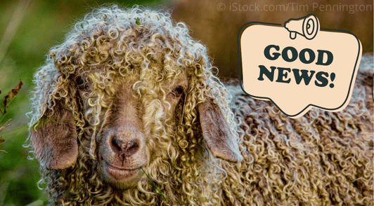 angora goat with the words good news