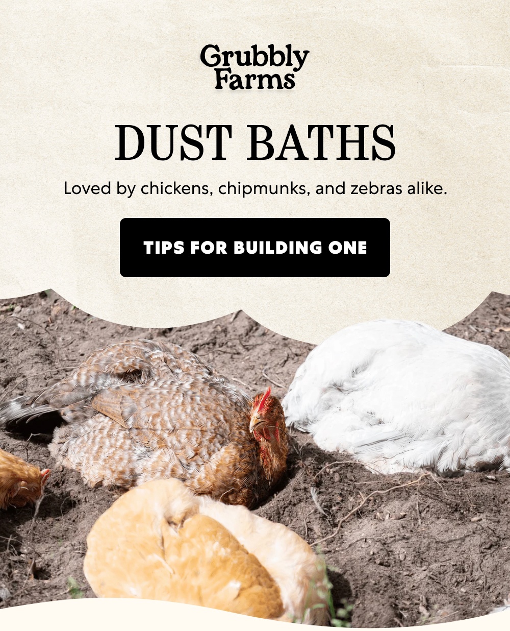 DUST BATHS Loved by chickens, chipmunks, and zebras alike. Tips for Building One