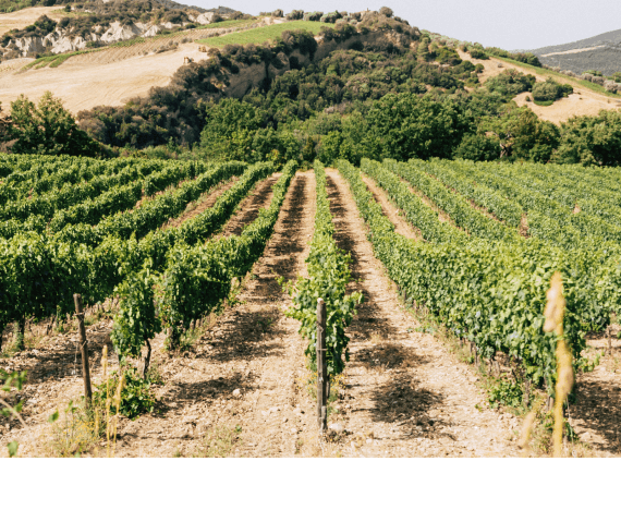 vines at Molino di Sant&rsquo;Antimo