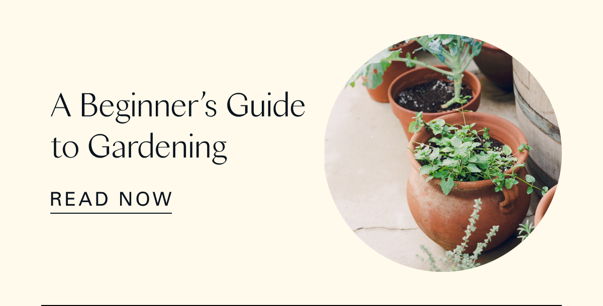 A Beginner’s Guide to Gardening