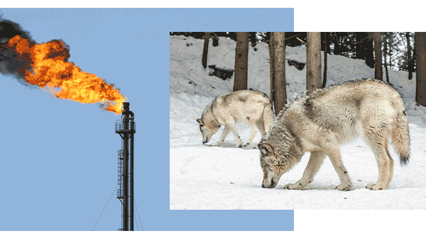 ANIMATED GIF:  
Wolves in forest. Oil machinery appears and begins pumping/flare stacks flaring. Scene is overtaken by clouds of pollution and/or oil spreading over the forest floor. Trees gray out. Wolves disappear one by one