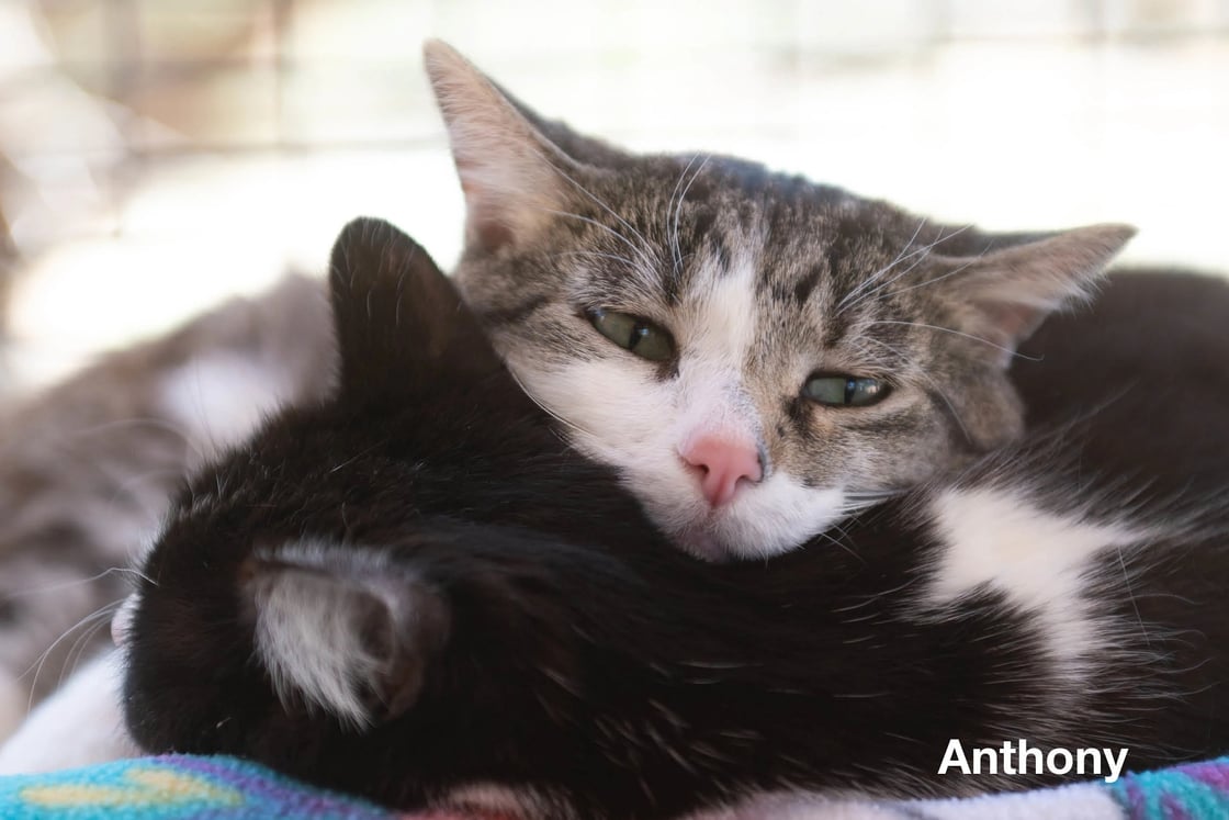 Anthony the cat