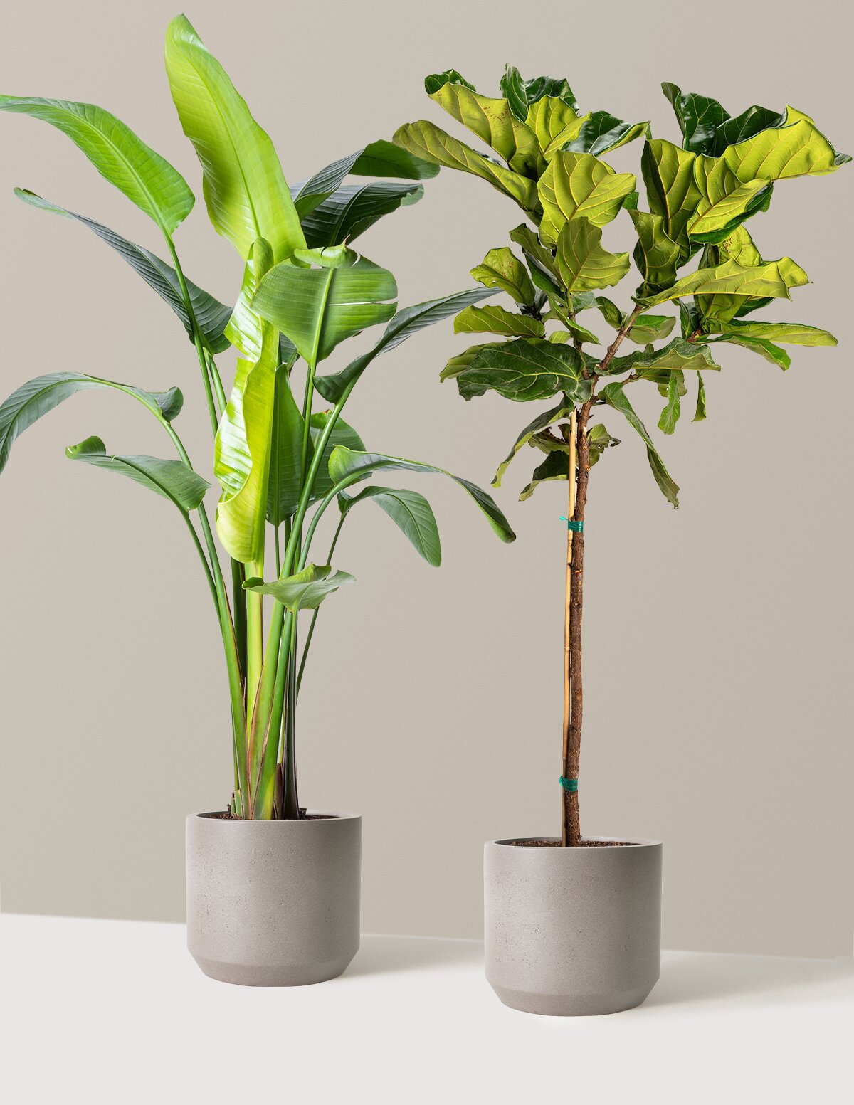 Image of Top-Seller Duo