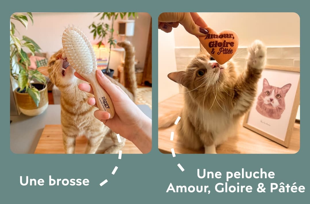 Une brosse et une peluche à la cataire