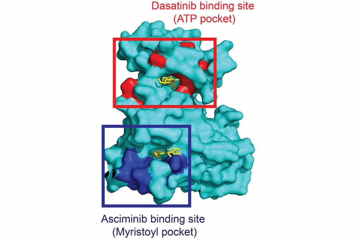 3D molecular surface rendering of BCR-ABL kinase showing two drug binding sites in red and blue