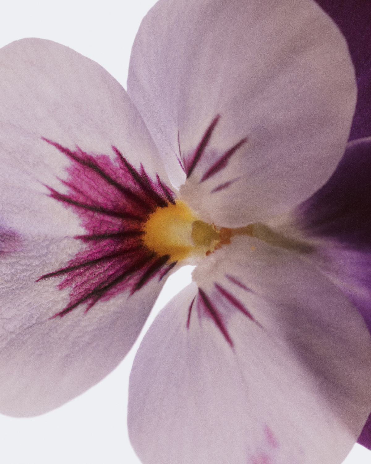Dries Van Noten Eau De Parfum Velvet Violet