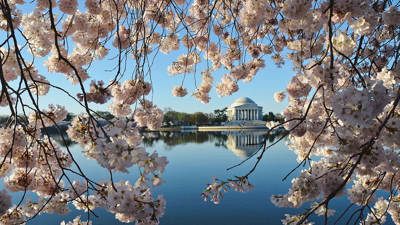 The Thomas Jefferson Memorial in Washington DC seen from across the water and framed by cherry blossom