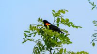 red-winged blackbird in tree