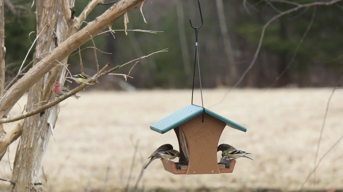 Bird Feeder