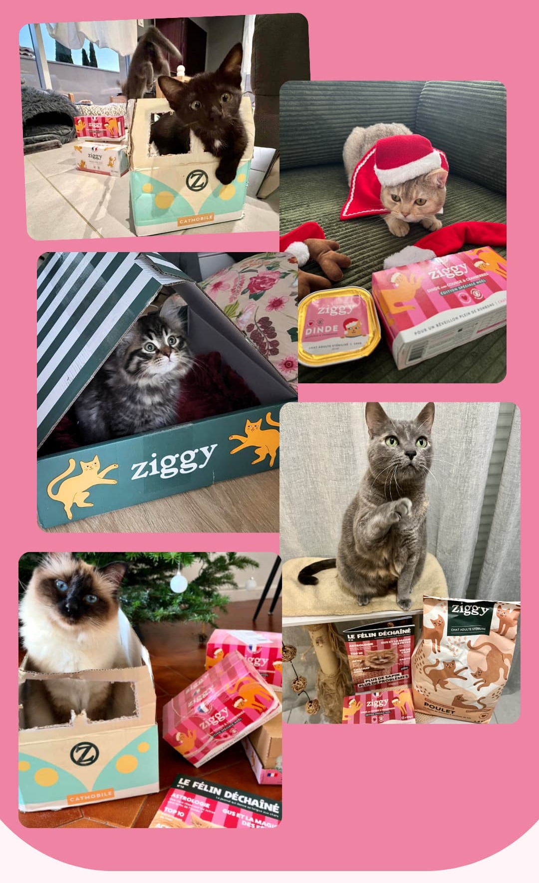 Les chats de la Ziggy Family