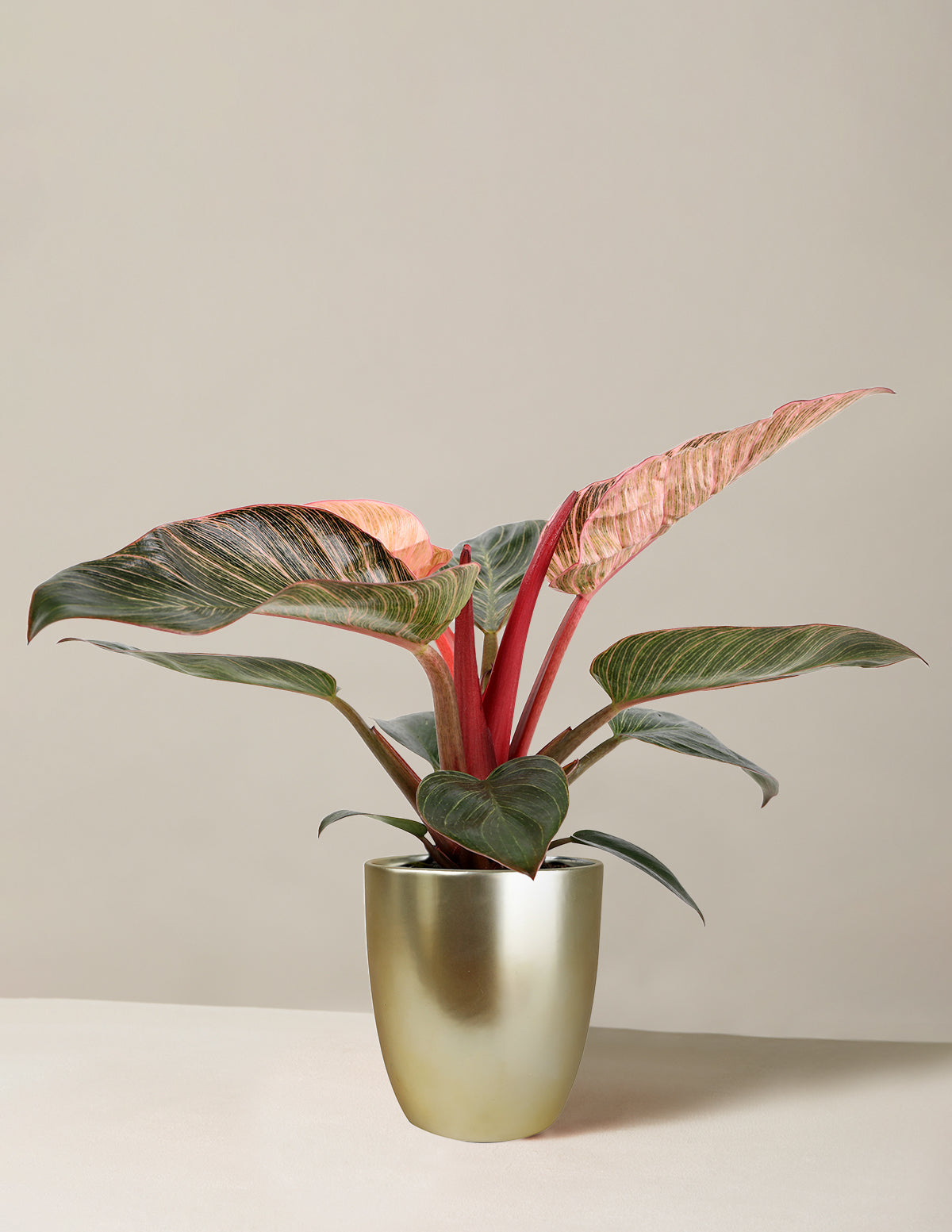 Image of Philodendron Pink Bikini