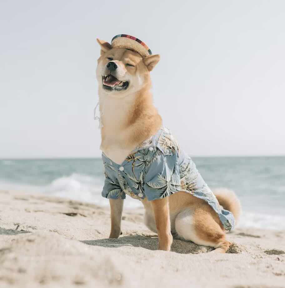A dog cooling off in the water
